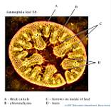 01_Ammophila-1 x40_labels.jpg